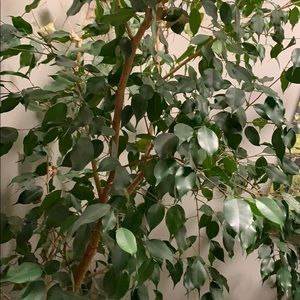 Meet your Posher, Kelley